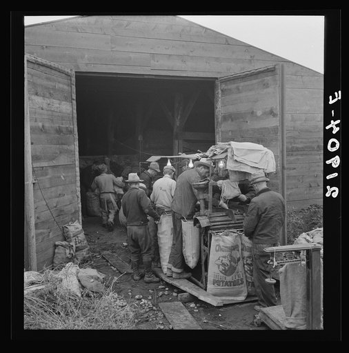 Grading potatoes, preparing for shipment, cold, rainy morning, end of harvesting season. Potatoes have been stored in this grower's cellar. Ten miles south of Merrill, Klamath County, Oregon