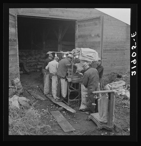 Untitled photo, possibly related to: Grading potatoes, preparing for shipment, cold, rainy morning, end of harvesting season. Potatoes have been stored in this grower's cellar. Ten miles south of Merrill, Klamath County, Oregon