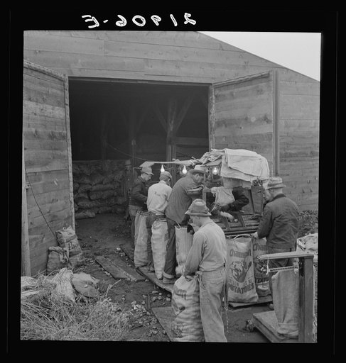 Untitled photo, possibly related to: Grading potatoes, preparing for shipment, cold, rainy morning, end of harvesting season. Potatoes have been stored in this grower's cellar. Ten miles south of Merrill, Klamath County, Oregon