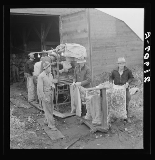 Untitled photo, possibly related to: Grading potatoes, preparing for shipment, cold, rainy morning, end of harvesting season. Potatoes have been stored in this grower's cellar. Ten miles south of Merrill, Klamath County, Oregon