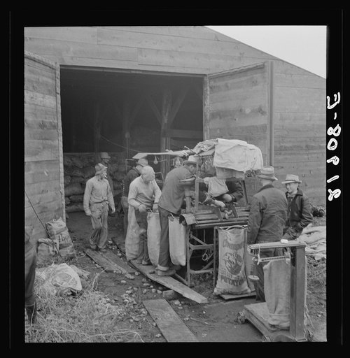 Untitled photo, possibly related to: Grading potatoes, preparing for shipment, cold, rainy morning, end of harvesting season. Potatoes have been stored in this grower's cellar. Ten miles south of Merrill, Klamath County, Oregon