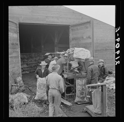 Untitled photo, possibly related to: Grading potatoes, preparing for shipment, cold, rainy morning, end of harvesting season. Potatoes have been stored in this grower's cellar. Ten miles south of Merrill, Klamath County, Oregon