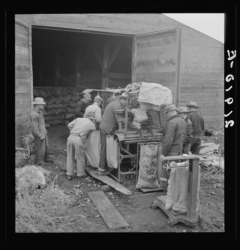 Grading potatoes, preparing for shipment, cold, rainy morning, end of harvesting season. Potatoes have been stored in this grower's cellar. Ten miles south of Merrill, Klamath County, Oregon