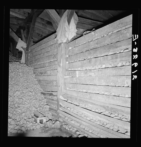 Untitled photo, possibly related to: Potatoes in storage cellar at end of season. Merrill, Klamath County, Oregon