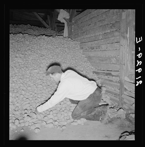 Untitled photo, possibly related to: Potatoes in storage cellar at end of season. Merrill, Klamath County, Oregon