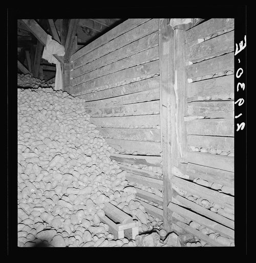Potatoes in storage cellar at end of season. Merrill, Klamath County, Oregon