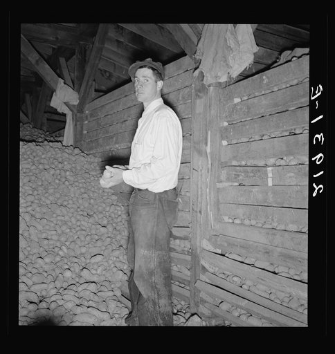 Untitled photo, possibly related to: Potatoes in storage cellar at end of season. Merrill, Klamath County, Oregon