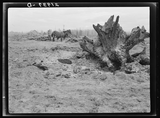 Untitled photo, possibly related to: Land being cleared with help of FSA (Farm Security Administration) land clearing loan. Boundary County, Idaho