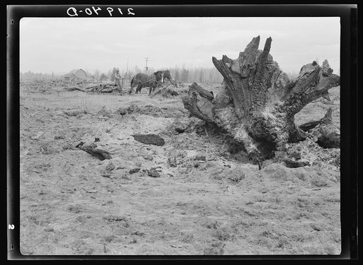 Land being cleared with help of FSA (Farm Security Administration) land clearing loan. Boundary County, Idaho