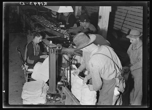 In packing shed, grading and sacking potatoes in twenty-five pound sacks for the chain store trade. Tulelake, Siskiyou County, California