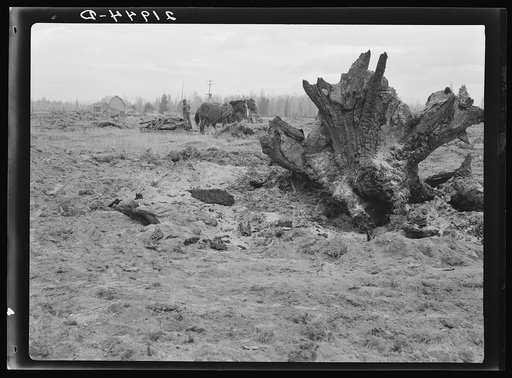 Untitled photo, possibly related to: Land being cleared with help of FSA (Farm Security Administration) land clearing loan. Boundary County, Idaho
