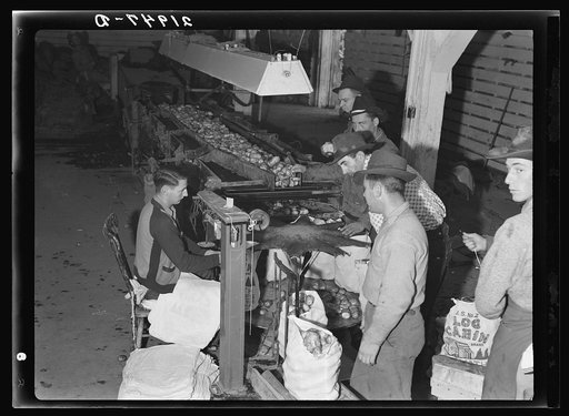 Untitled photo, possibly related to: In packing shed, grading and sacking potatoes in twenty-five pound sacks for the chain store trade. Tulelake, Siskiyou County, California