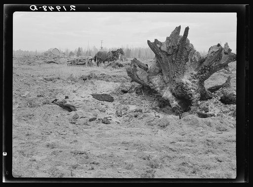Untitled photo, possibly related to: Land being cleared with help of FSA (Farm Security Administration) land clearing loan. Boundary County, Idaho