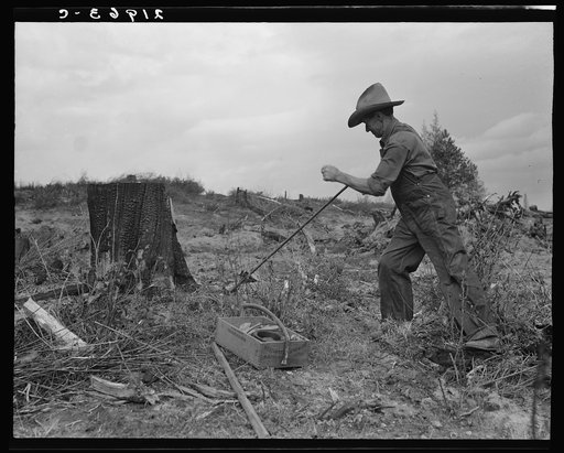 Shows method of pulling tomarack stump. Drilling hole for dynamite with auger. Box holds powder, fuse caps, wire. Bonner County, Idaho