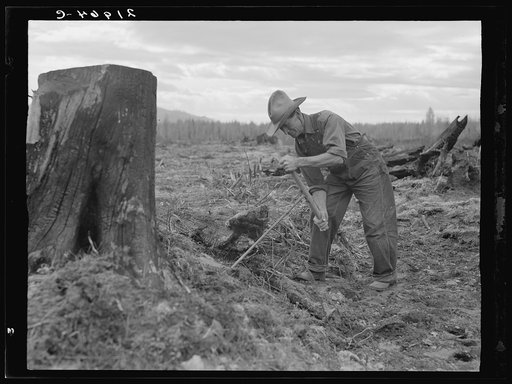 Untitled photo, possibly related to: Shows method of pulling tomarack stump. Drilling hole for dynamite with auger. Box holds powder, fuse caps, wire. Bonner County, Idaho