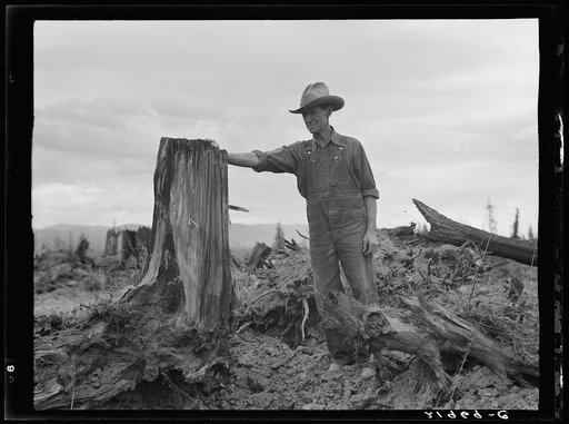 Shows stump on cut-over farm after blasting. Bonner County, Idaho