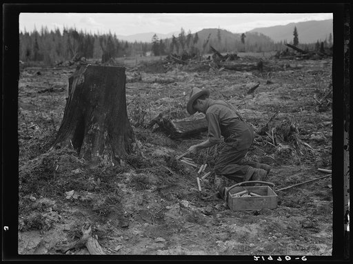 Stump farmer prepares to blow out tamarack stump. Shown tamping in dynamite in prepared hole. Bonner County, Idaho