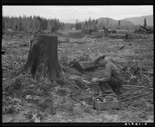 Farmer preparing to blow tamarack stump. It will take fourteen sticks of dynamite. Bonner County, Idaho