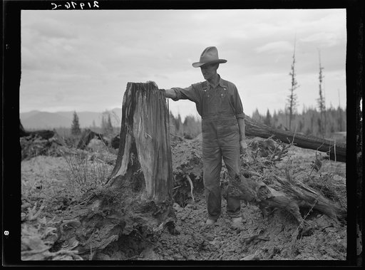 Untitled photo, possibly related to: Shows stump on cut-over farm after blasting. Bonner County, Idaho