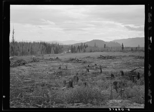 Part of eighty-acre farm showing cleared pasture land and uncleared piece. Bonner County, Idaho