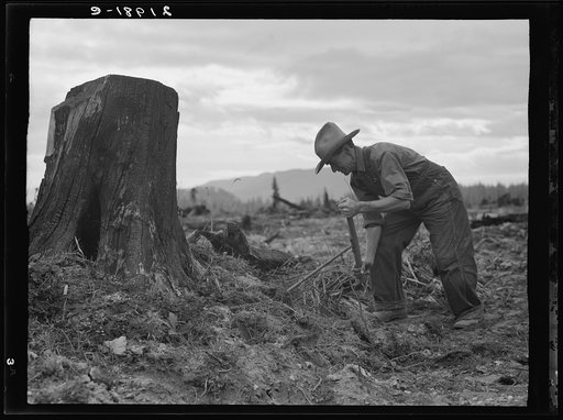 Untitled photo, possibly related to: Shows stump on cut-over farm after blasting. Bonner County, Idaho