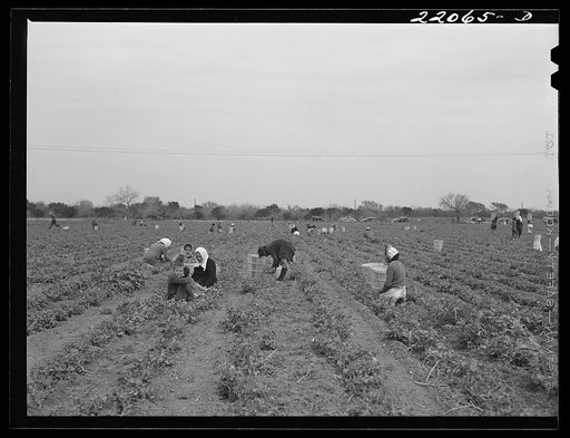 Untitled photo, possibly related to: Brownsville, Texas (vicinity). Bean crop on large farm