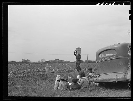 Brownsville, Texas (vicinity). Harvesters in bean field