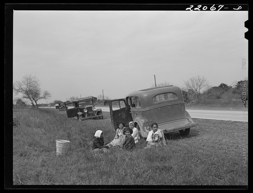 Brownsville, Texas (vicinity). Harvesters in bean field