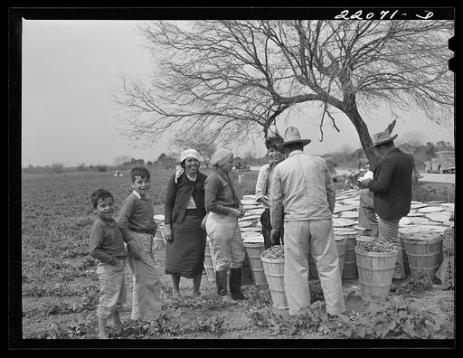 Brownsville, Texas (vicinity). Bean harvesters on large farm