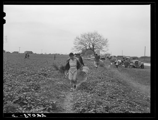Brownsville, Texas (vicinity). Bean harvesters on large farm