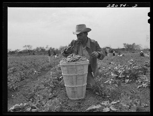 Brownsville, Texas (vicinity). Bean harvesters on large farm