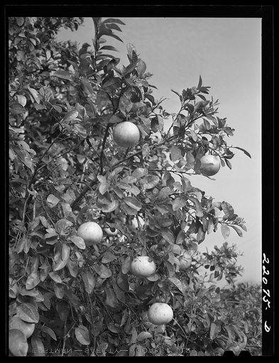 Weslaco, Texas (vicinity). Grapefruit in the Rio Grande Valley