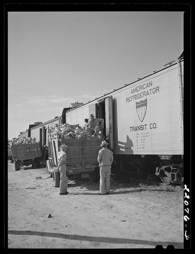 Donna, Texas. Loading cabbage
