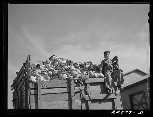 Donna, Texas. Loading cabbage