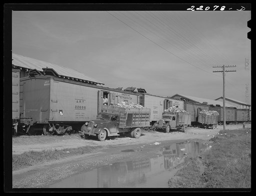 Donna, Texas. Loading cabbage