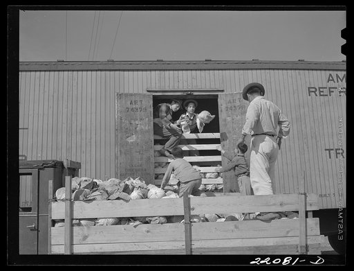 Donna, Texas. Cabbage