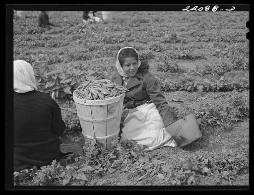 Brownsville, Texas (vicinity). Bean crop on large farm