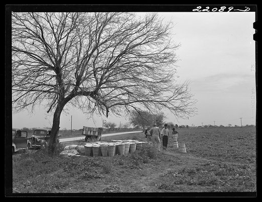 Brownsville, Texas (vicinity). Bean crop on large farm