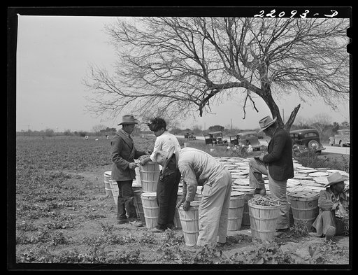Brownsville, Texas (vicinity). Bean crop on a farm