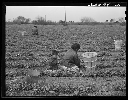 Untitled photo, possibly related to: Brownsville, Texas (vicinity). Bean crop on large farm