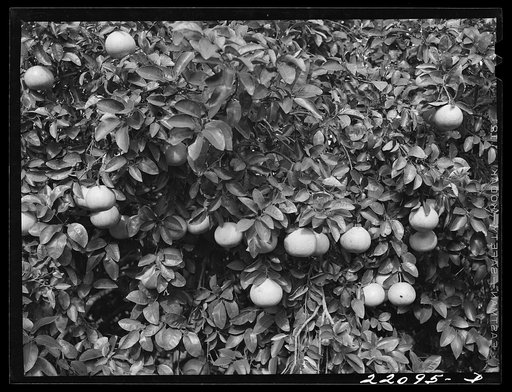 Weslaco, Texas (vicinity). Grapefruit tree