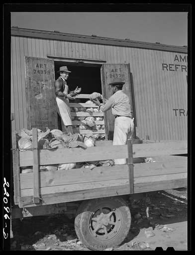 Donna, Texas (vicinity). Loading cabbage