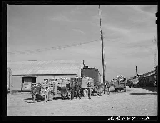Donna, Texas (vicinity). Loading cabbage