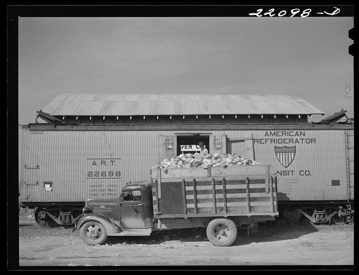 Untitled photo, possibly related to: Donna, Texas (vicinity). Loading cabbage