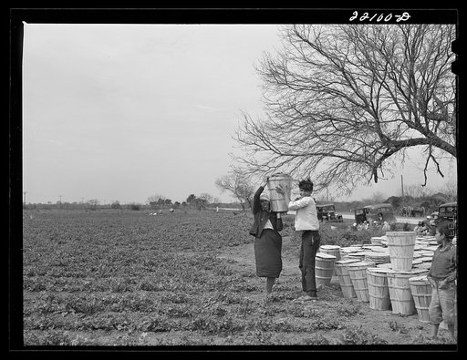 Untitled photo, possibly related to: Brownsville, Texas (vicinity). Bean crop on a farm
