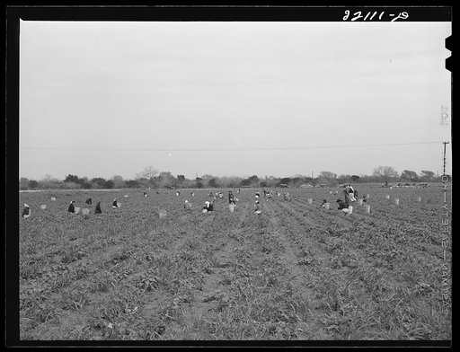 Untitled photo, possibly related to: Brownsville, Texas (vicinity). Bean crop on large farm