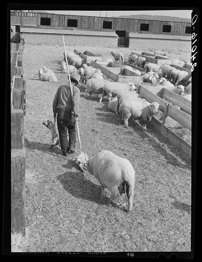 Ewe following sheepherder with newborn twin lambs to lambing shed. Dangberg Ranch, Douglas County, Nevada