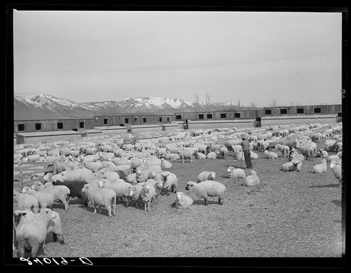 Sheepherder with ewes and newborn lambs. Dangberg Ranch, Douglas County, Nevada