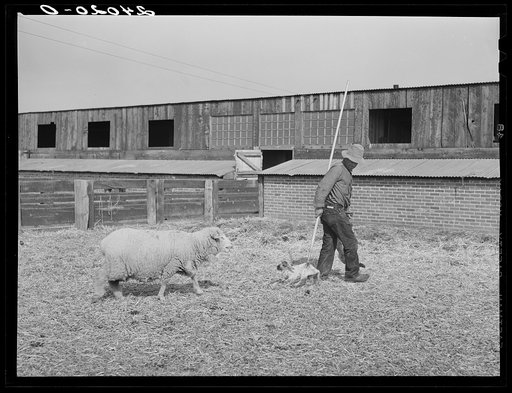 Untitled photo, possibly related to: Ewe following sheepherder with newborn twin lambs to lambing shed. Dangberg Ranch, Douglas County, Nevada