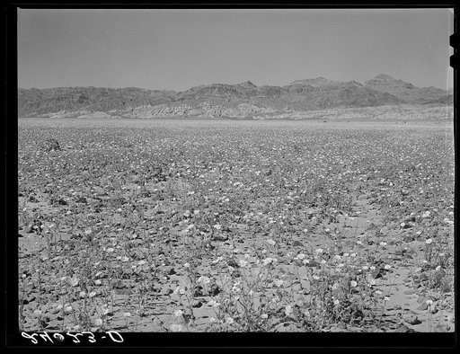 Flowers in desert. Death Valley, California